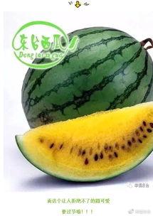 福瑞主人请吃瓜,瓜果飘香共度美好时光