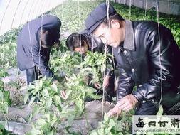 凉州区吃瓜,瓜果飘香，尽享清凉时光