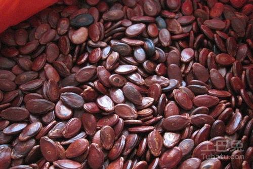 吃瓜子的小红瓜,品味生活的小确幸