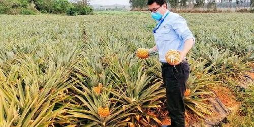 海南女子吃瓜群众,揭秘热带风情下的网络热议现象